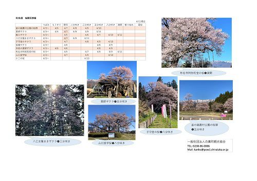 4月11日（日）桜開花情報
