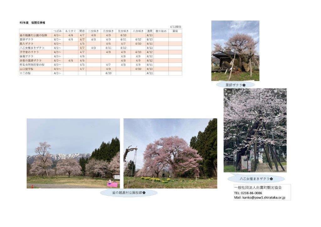 ４月１３日（火）桜開花情報