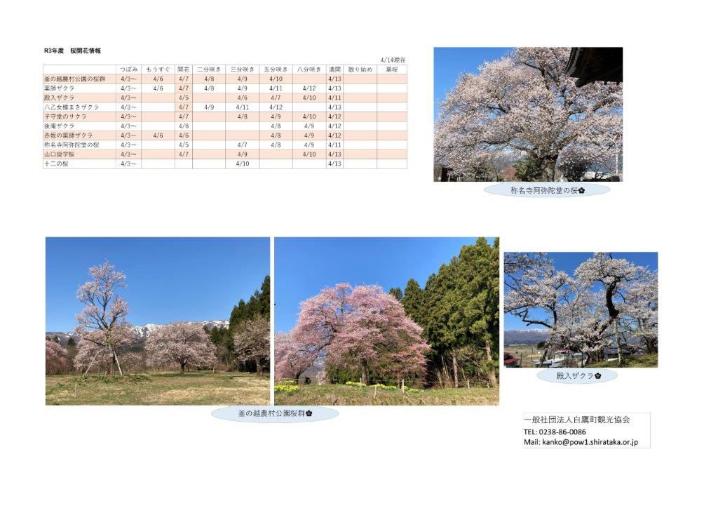 ４月１４日（水）桜開花情報