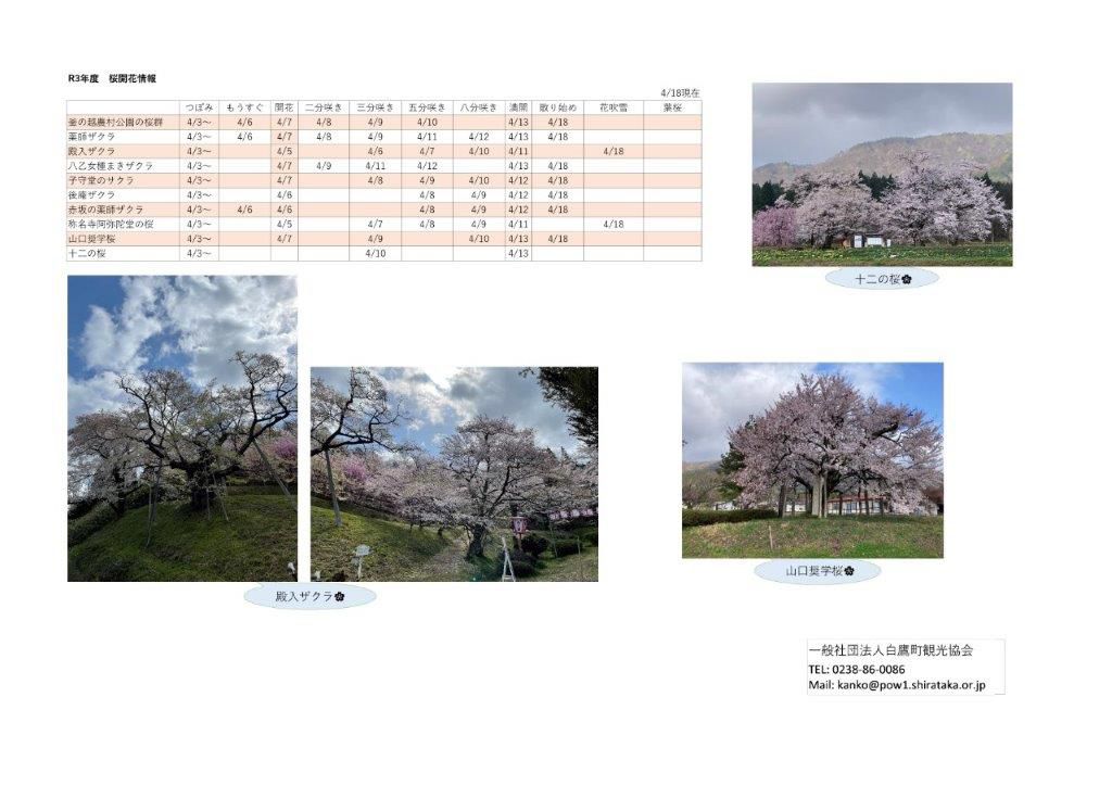 ４月１８日（日）桜開花情報