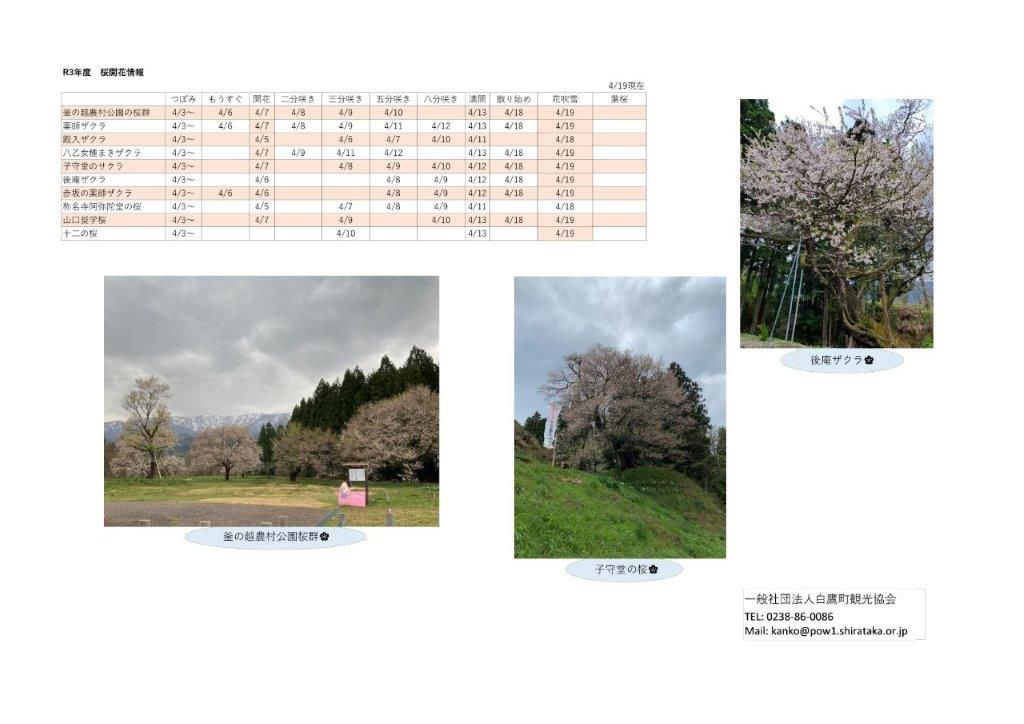 ４月１9日（月）桜開花情報