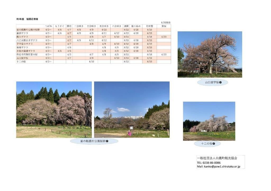 ４月20日（火）桜開花情報