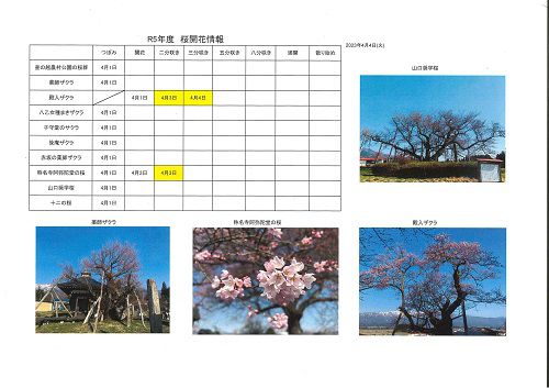 4月4日桜開花情報