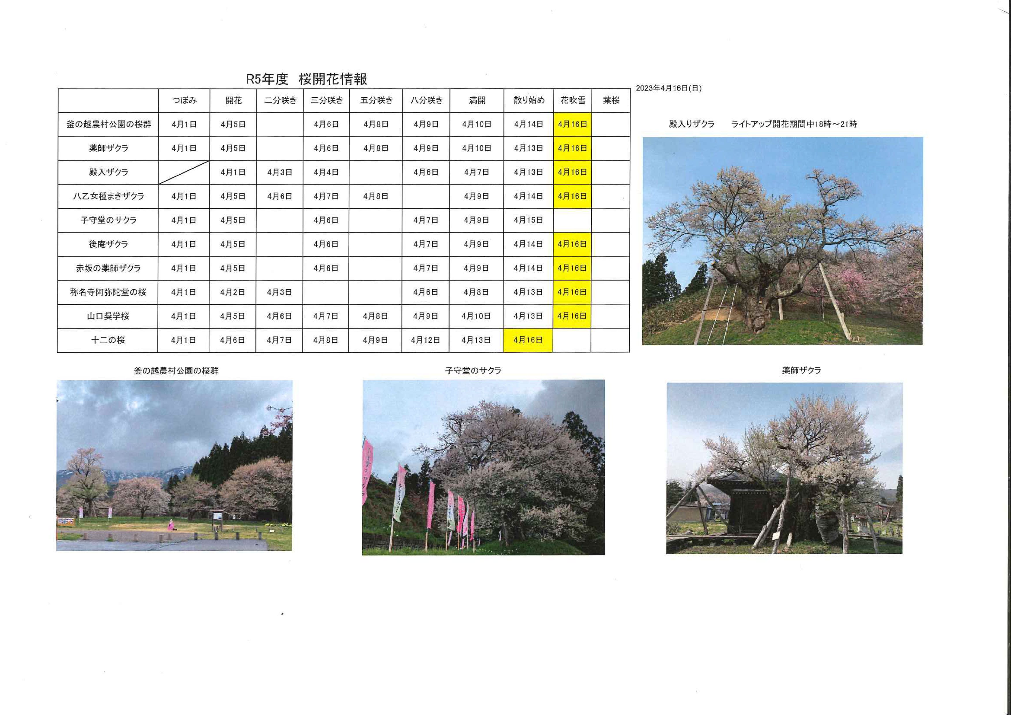 4月16日桜開花情報