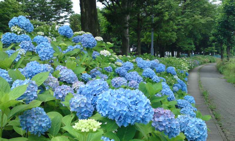 紫陽花がきれい～ぃ