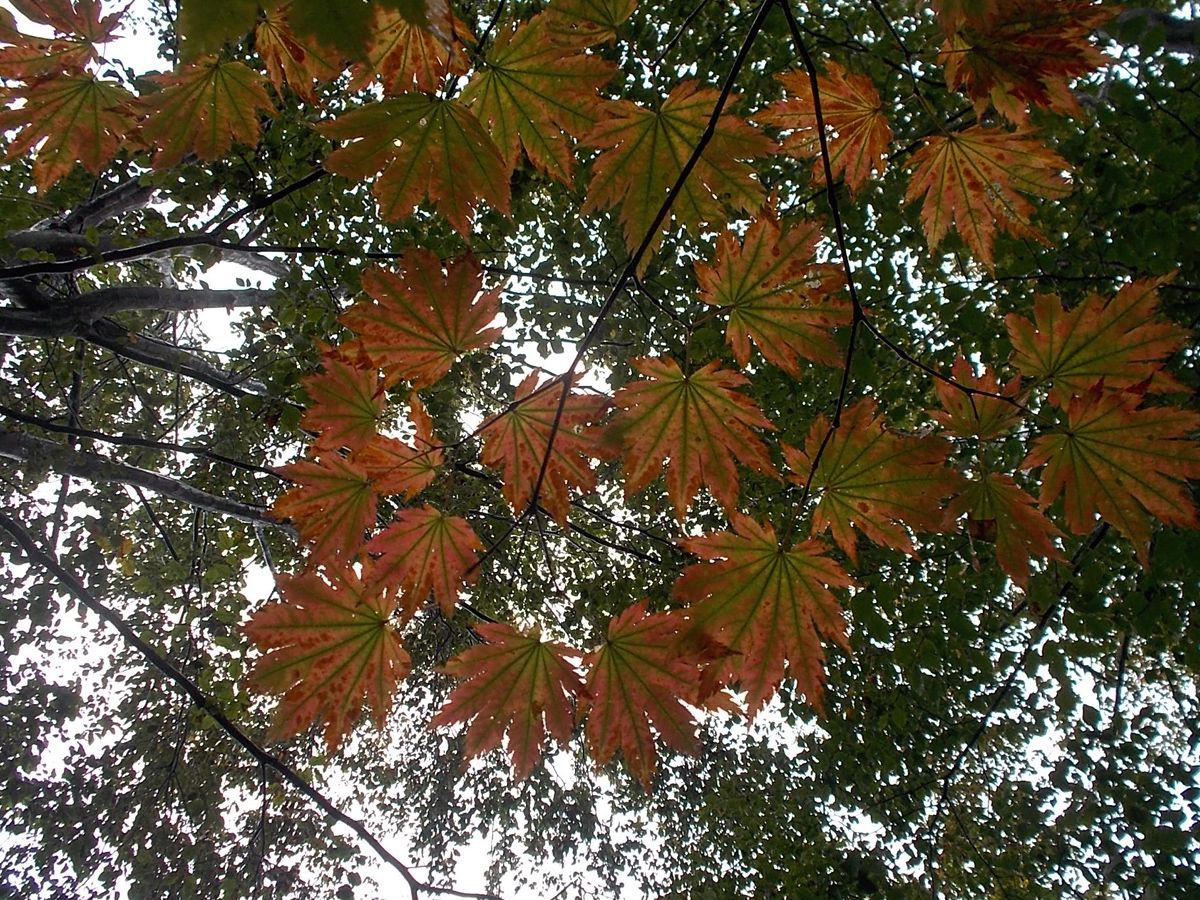 シルバーウィーク県立自然博物園休館日のお知らせ