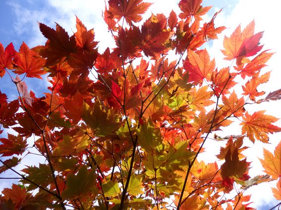 山形県立自然博物園は１０月３０日まで