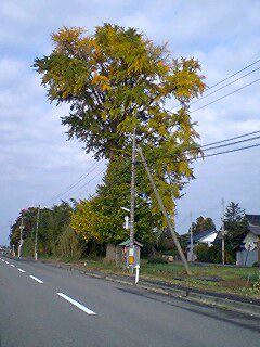 藤島の巨木紅葉