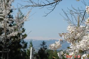 4/29（金）＃４６２　教育山の桜、今年もきれいに咲きました。