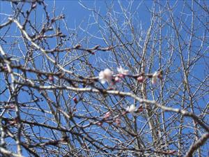 3/15（水）＃６５７　致芳小　グラウンドの早咲き桜　さきました！