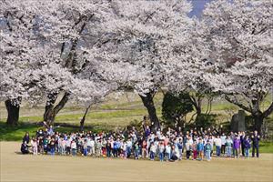 4/10（月）＃６６５　みんな集まれ！桜の下に集合！