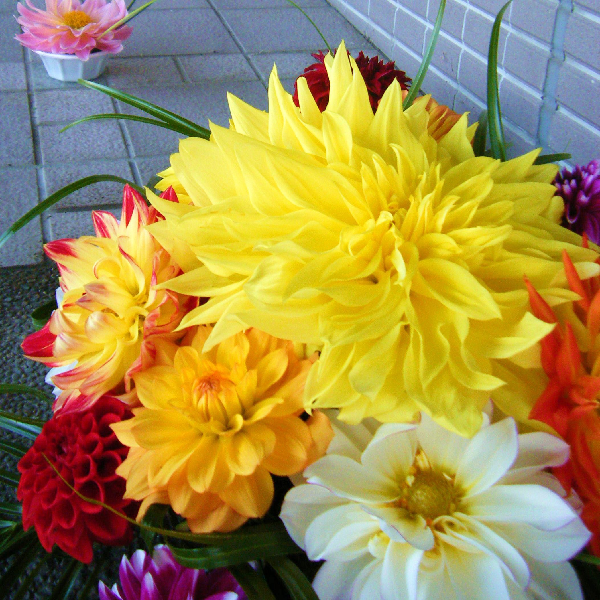 【川西ダリヤ園】敬老の日にダリヤの花を贈ろう！