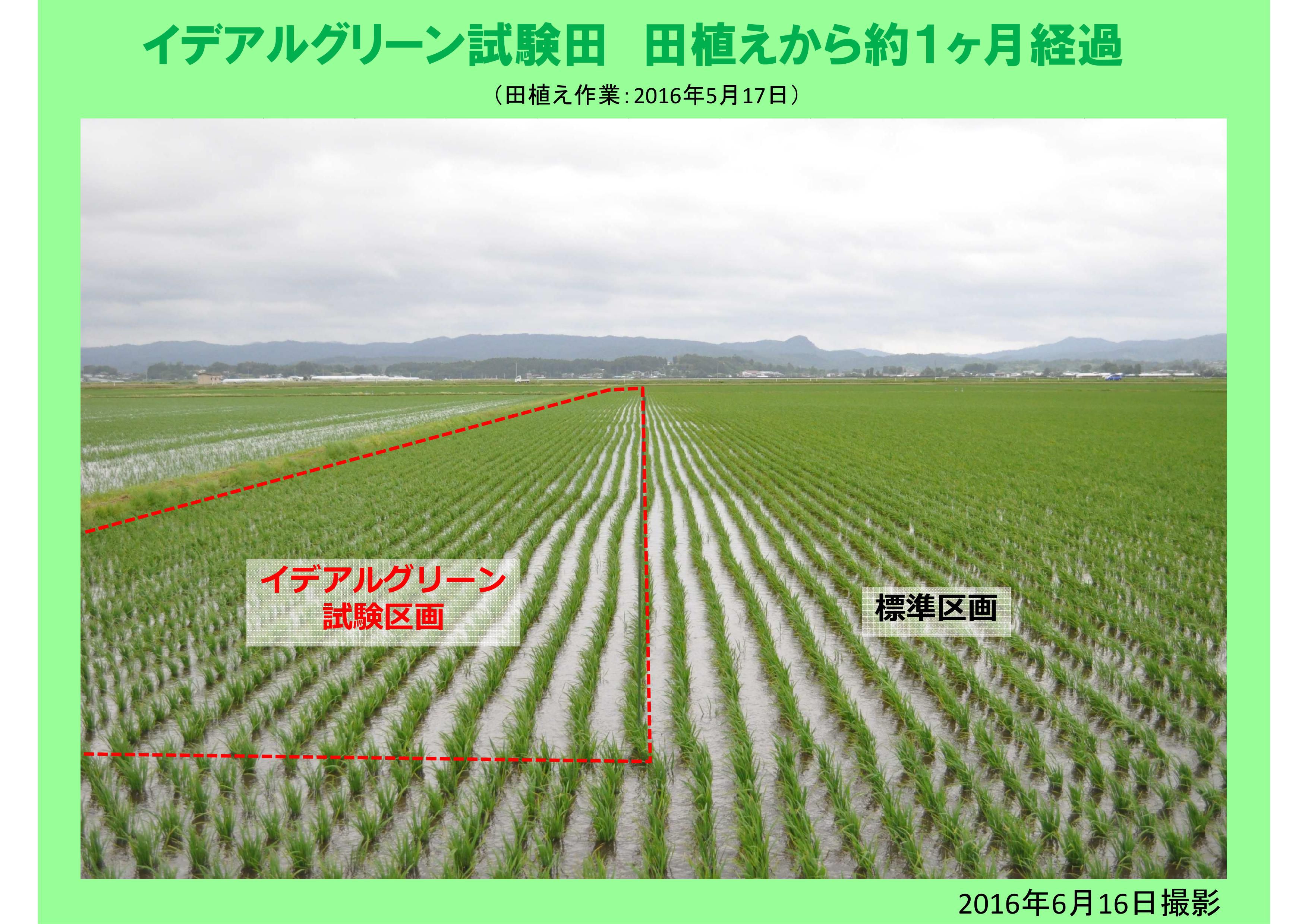 水稲栽培におけるイデアルグリーンの効果（１）