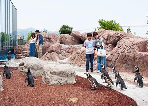 上越市立水族博物館　マゼランペンギンエリア