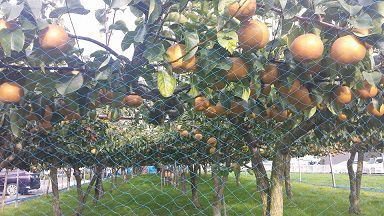 今年の「梨もぎ取り祭り」は、11月3日・4日に決定