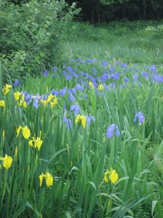 緑は深まり花が咲き・・・