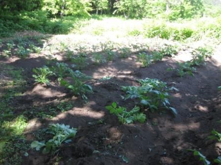 サルたち、畑を荒らす