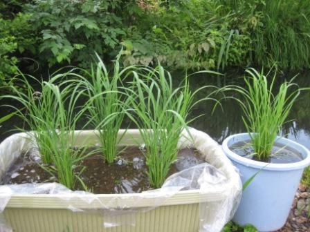 超ミニミニ水田