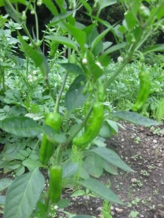 月に想う・・・