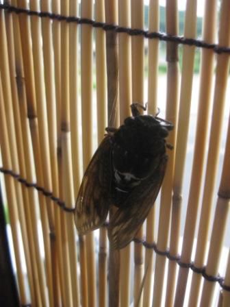 ７月３１日（日）、涼しすぎる