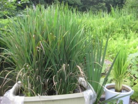 草むしりながら・・・