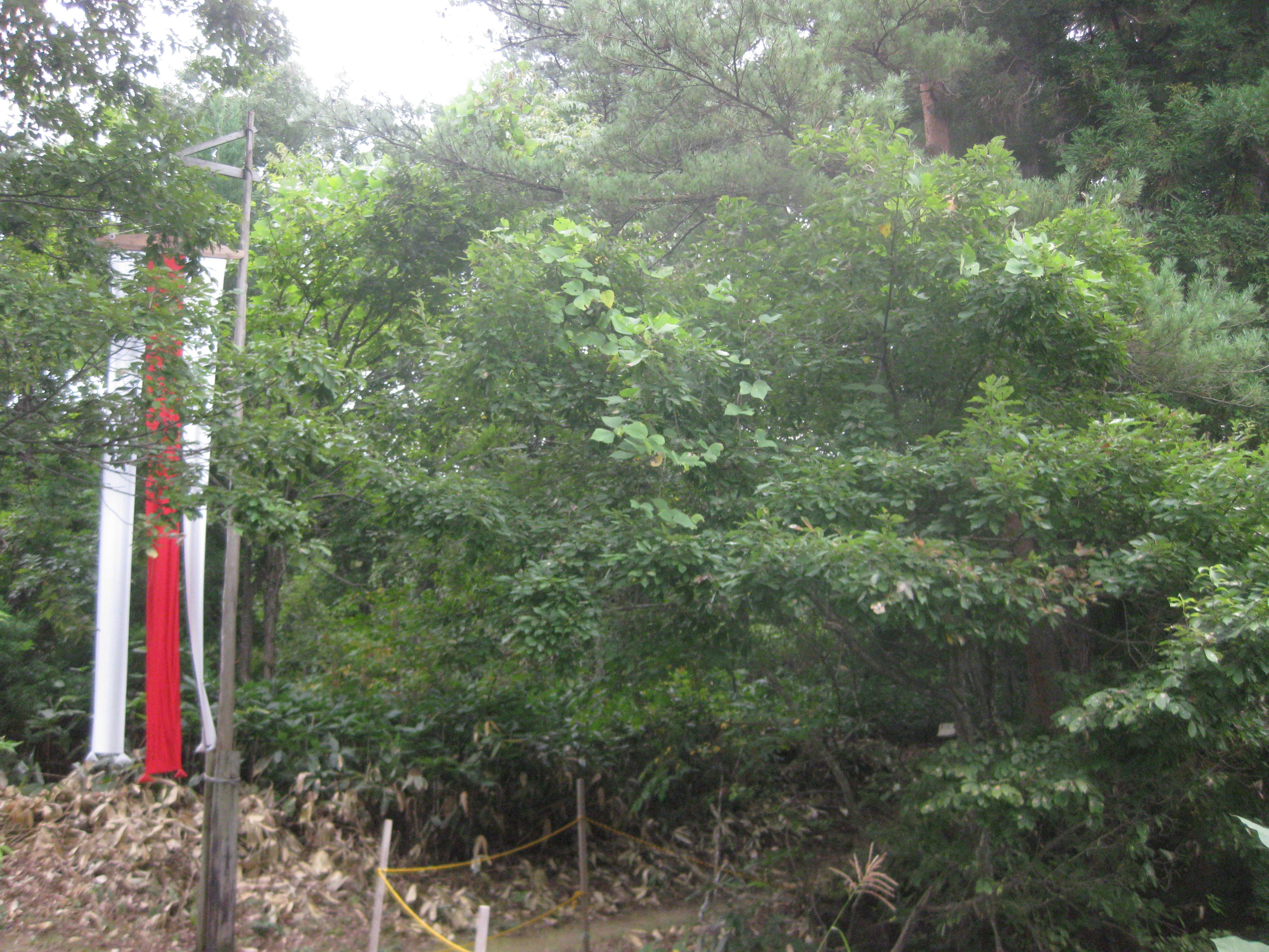 熊がやって来る山の神さま