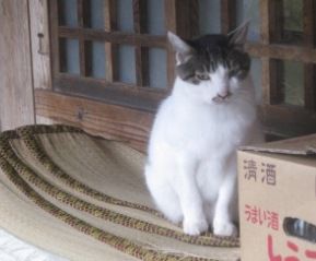 期間限定・・・