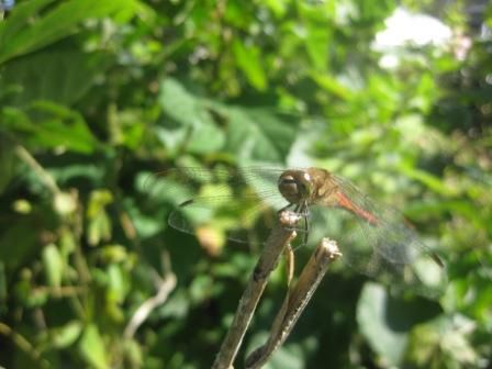 平日のいも煮会