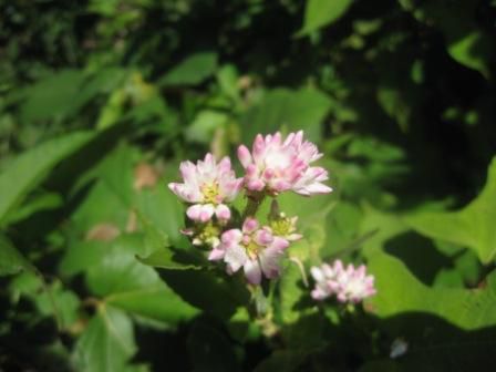 平日のいも煮会（続き）