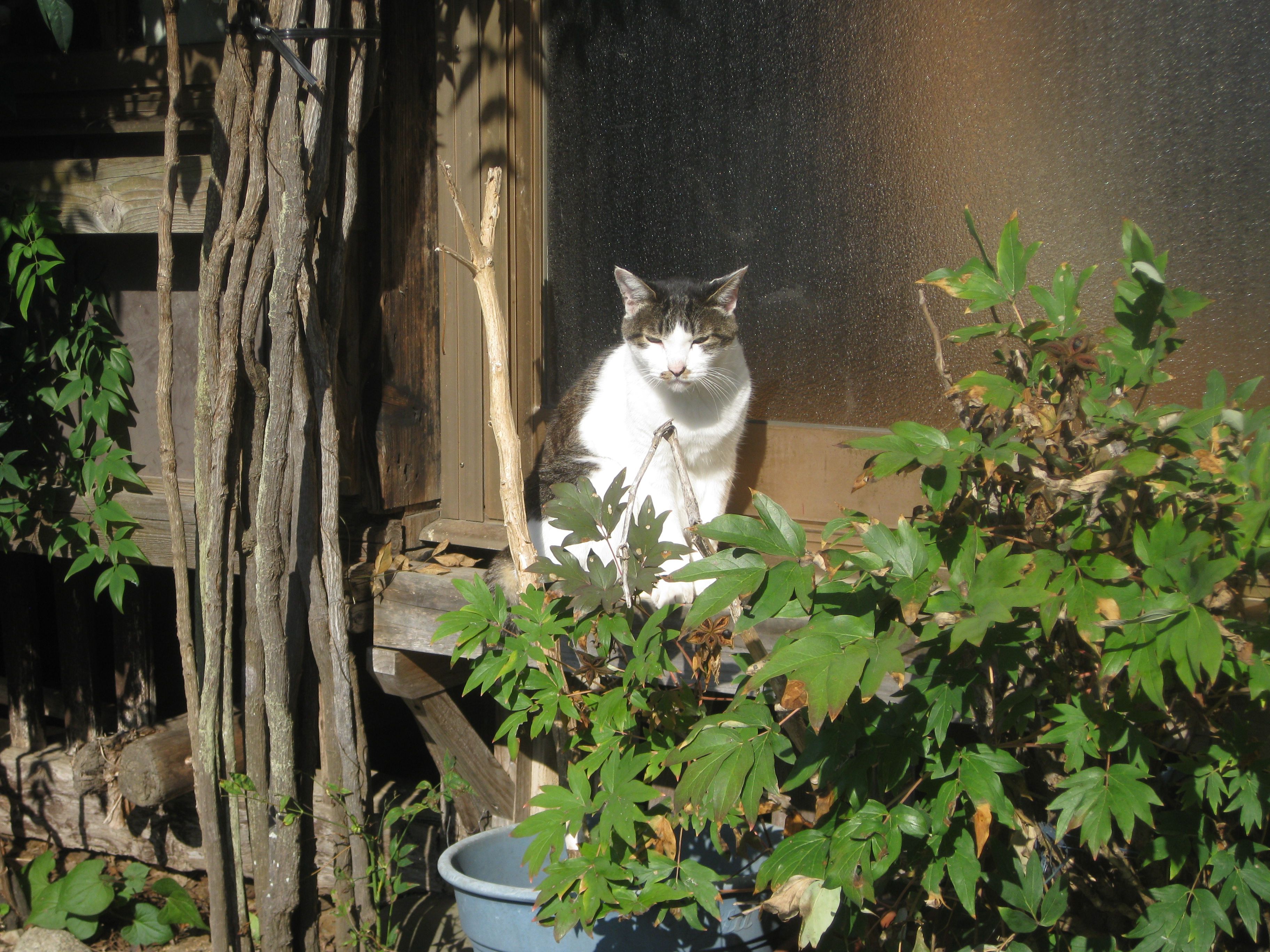 秋の陽射しの中で