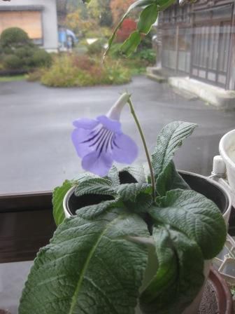 ストレプトカーパス