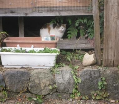 続いております