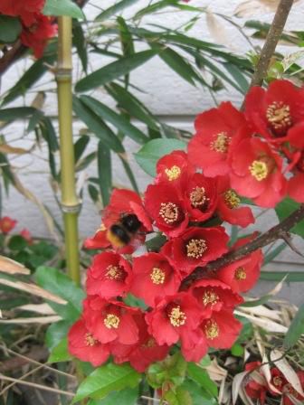 山の神さまの日