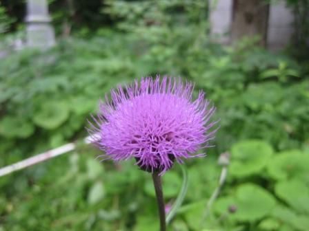 野に咲く　花のように