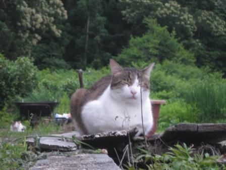 ようやく暑くなってきた