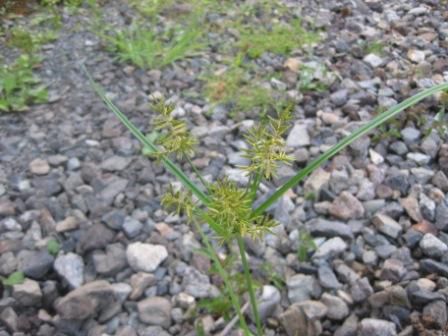 もう秋の例祭の準備