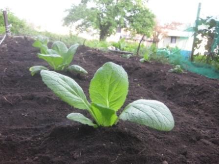 なんとかかんとか