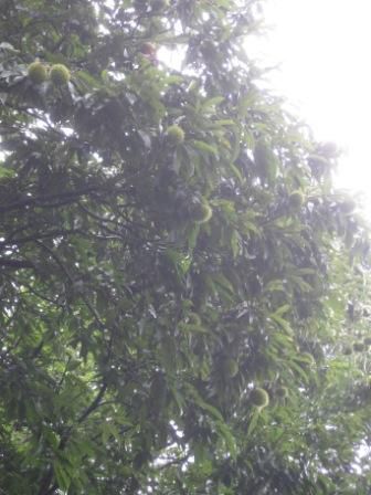 秋らしくなってきました