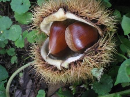 除雪機とヘクサムシとサトイモ