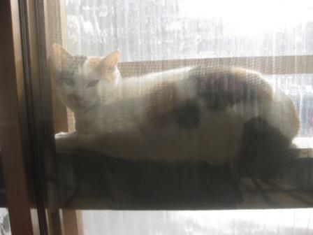 まぁ、流されております