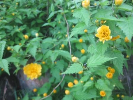 日曜日　晴れたよ