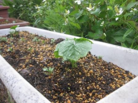 わかること、わからぬこと