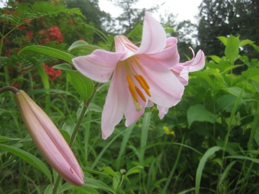 梅雨入りらしい