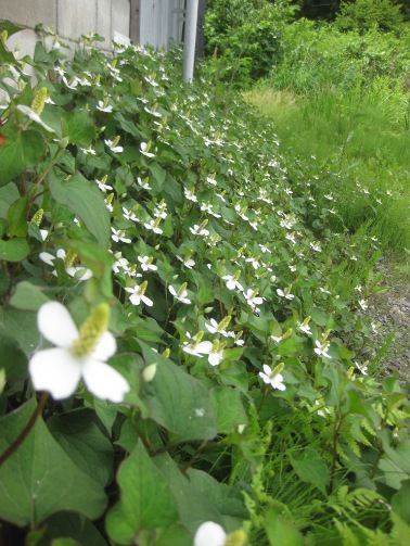 よかったりわるかったり