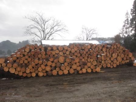 もう中旬になった