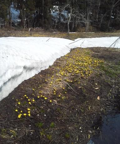 咲きはじめています