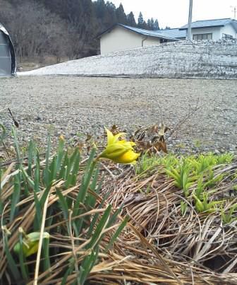 晴れ　風やや寒し