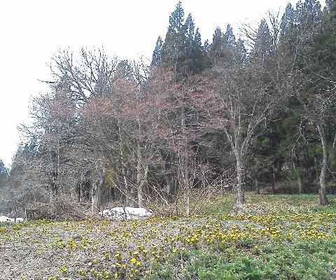 ♪　ハッピバースデー・・・・・