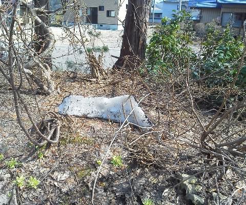 昭和の日、なんですねぇ