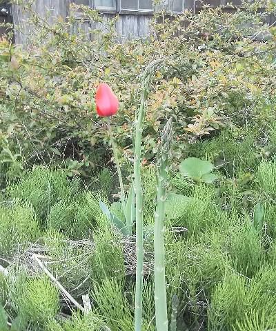 驚き 嬉し めでたい!